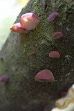 Auricularia fuscosuccinea image