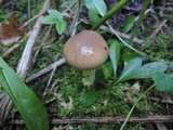 Gomphidius glutinosus image