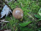 Gomphidius glutinosus image
