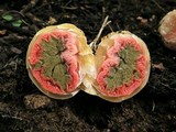 Clathrus crispus image