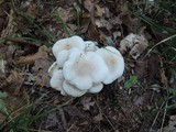 Clitocybe subconnexa image