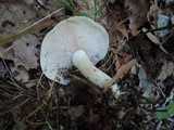 Clitocybe subconnexa image