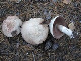 Agaricus arvensis image