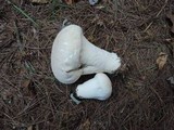 Lycoperdon excipuliforme image