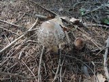 Chlorophyllum olivieri image