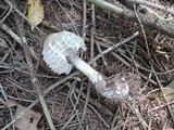 Chlorophyllum olivieri image