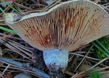 Lactarius paradoxus image