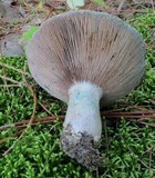 Lactarius paradoxus image