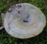 Lactarius paradoxus image