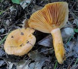 Lactarius thyinos image