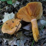 Lactarius thyinos image