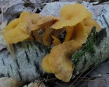 Cantharellus ignicolor image