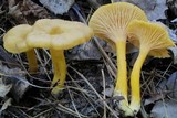 Cantharellus ignicolor image