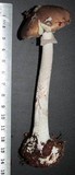 Amanita porphyria image