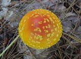 Amanita frostiana image