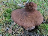 Cortinarius squamulosus image