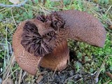 Cortinarius squamulosus image