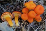 Hygrocybe miniata image