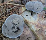 Phellodon niger image