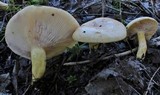 Lactarius aspideoides image