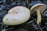 Lactarius aspideoides image