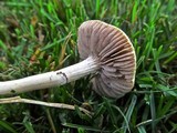 Protostropharia semiglobata image