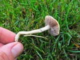 Protostropharia semiglobata image
