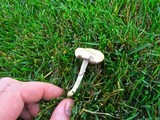 Protostropharia semiglobata image