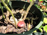 Gymnopilus luteofolius image
