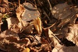 Clavariadelphus occidentalis image