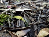 Xylaria filiformis image