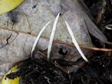 Xylaria filiformis image