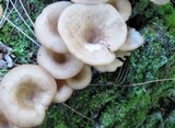 Pseudoclitocybe cyathiformis image