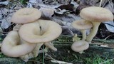 Pseudoclitocybe cyathiformis image