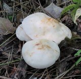 Rhodocollybia maculata image