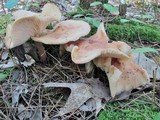 Rhodocollybia maculata image