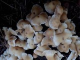 Gymnopus brassicolens var. brassicolens image