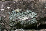 Lepraria membranacea image