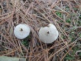 Lycoperdon marginatum image