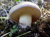 Suillus bellinii image