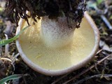 Suillus bellinii image