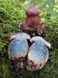 Boletus permagnificus image