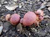 Boletus permagnificus image