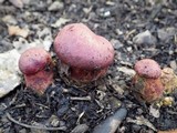 Boletus permagnificus image