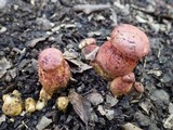 Boletus permagnificus image