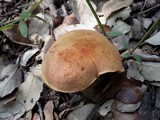 Boletus queletii image