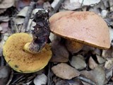 Boletus queletii image