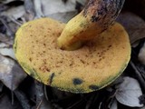 Boletus queletii image