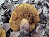 Boletus queletii image