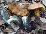 Boletus queletii image